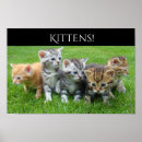 Buscar gatitos posters Para niños