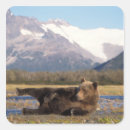 Buscar oso grizzly pegatinas Alaska