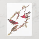 Buscar pájaros rojos postales General y unisex