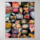Buscar anémonas de mar posters Marino