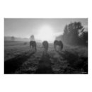 Buscar manada de caballos posters Amantes del caballo