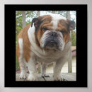 Buscar perro fresco posters Bulldog