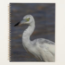 Buscar hembra agendas Animal