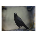 Buscar corvidae posters Pájaro
