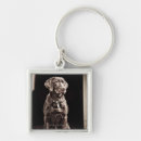 Buscar labrador retriever llaveros Tiro del estudio