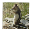 Buscar ardilla azulejos Fotografía