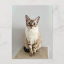 Buscar bengala postales Gatito