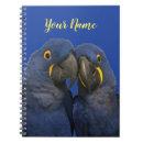 Buscar macaw del jacinto Azul