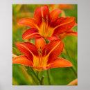 Buscar de los daylilies General y unisex