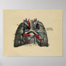 Buscar corazón humano posters Anatomía