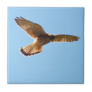 Buscar halcón azulejos Avaricia