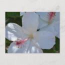 Buscar fragancia postales Naturaleza