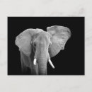 Buscar elefante africano postales Negro