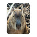 Buscar capybara imanes Salvaje