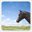 Buscar cerco pegatinas Caballo