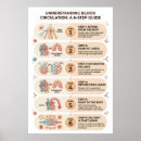 Buscar sistema circulatorio posters Anatomía humana
