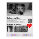 Buscar dogo posters Para todos