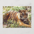 Buscar flora y fauna postales Bosque
