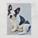 Buscar franceses postales Bulldog francés