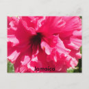 Buscar hibiscus postales Isla
