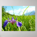 Buscar iris salvaje posters Naturaleza