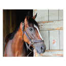 Buscar caballo de bahía posters De pura raza