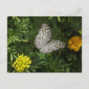 Buscar el postcrossing postales Insecto