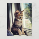 Buscar tabú postales Gatito