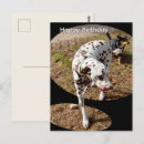 Buscar dalmata tarjetas Para todos