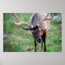 Buscar toro posters Nacional