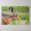 Buscar liebres arte Pascua