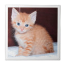 Buscar gato adorable azulejos Blanco