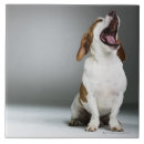 Buscar veterinario azulejos Naturaleza