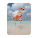 Buscar flamenco imanes Tropical