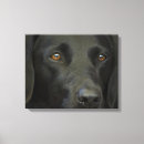 Buscar labrador negro lienzos Perro