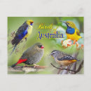 Buscar rosella postales Pájaro