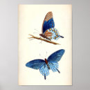 Buscar mariposas antiguas posters General y unisex