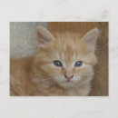 Buscar tomcat postales Adorable