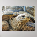 Buscar tortugas tortugas posters General y unisex