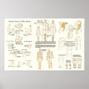 Buscar proporción posters Anatomía