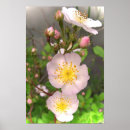 Buscar florece posters Flores