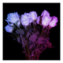 Buscar rosas hermosos posters General y unisex