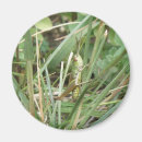 Buscar grasshopper imanes Bugs