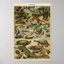 Buscar gecko posters Reptiles