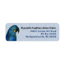 Buscar macaw Loro