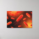 Buscar bacterias lienzos Anatomía