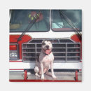 Buscar toro imanes Pitbull