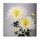 Buscar crisantemos azulejos Amarillo