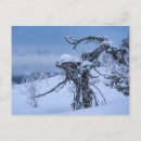 Buscar congelado postales Finlandia