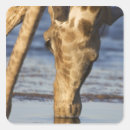 Buscar camelopardalis del giraffa Naturaleza